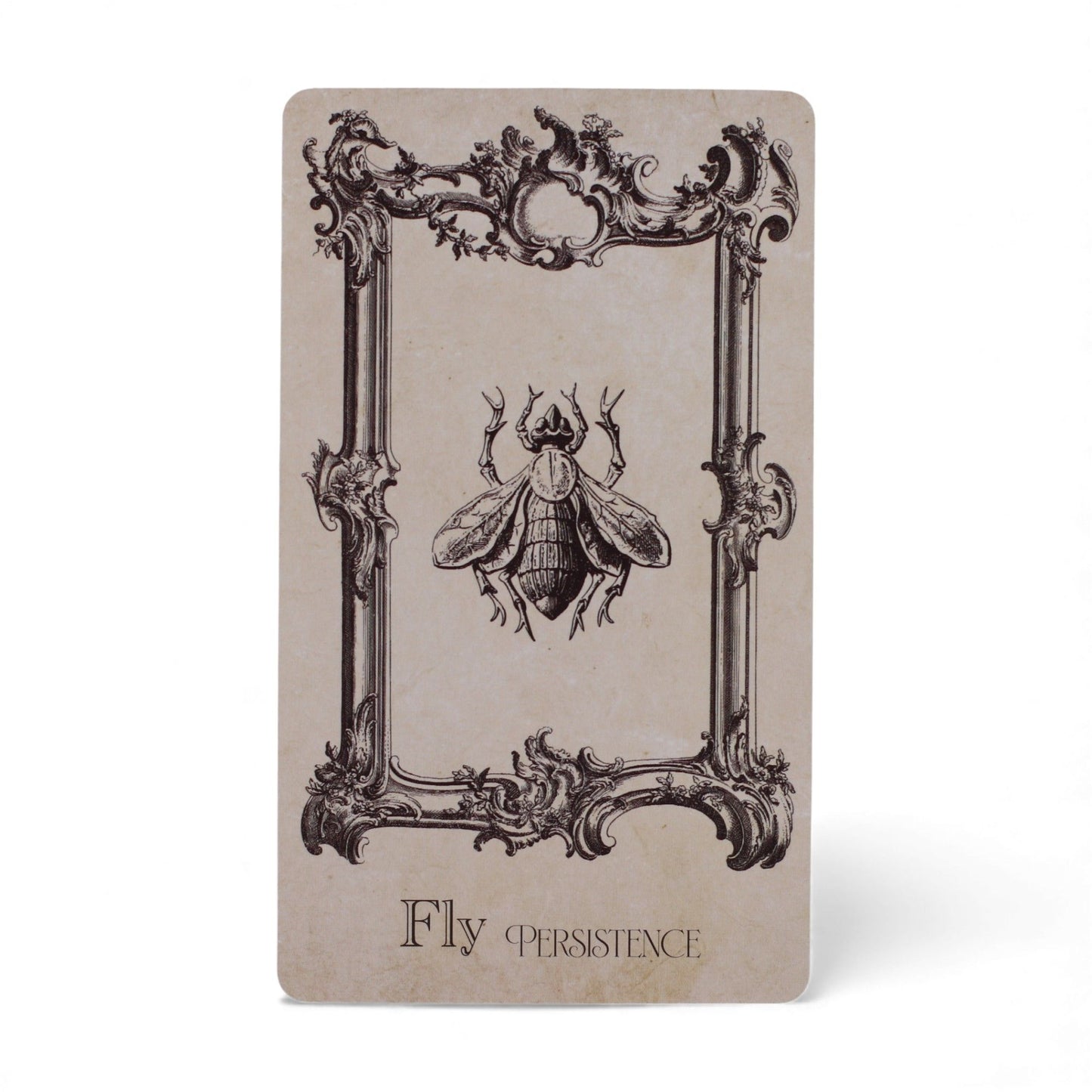 The Spellbook Oracle Cards – Read the Signs